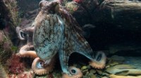 El Octopus maya (pulpo) es un cefalópodo que se distribuye únicamente en el mar del Golfo de México, cerca de la costa de la península de Yucatán, y ha sido una de […]