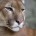 Puma Puma concolor Orden: Carnívora Familia: Felidae El puma es un animal de gran porte, esbelto, de larga cola, ágil y fuerte, aunque su tamaño –y también color- varía de […]