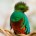 Una pareja de quetzales de 4 años de edad, nacidos como parte de un programa de reproducción de esta especie en peligro de extinción, se exhibe ya en el aviario […]