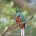 Los trabajos de conservación del quetzal han permitido que en 25 años se le vea volar en mayor número en la Reserva de la Biosfera El Triunfo, Chiapas. Esta ave, […]