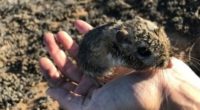 La rata canguro de San Quintín, especie endémica de roedor, que se creía extinta, fue redescubierta después de 32 años, dentro de dos Áreas Naturales Protegidas (ANP) de la península […]