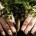 Se dio a conocer que bajo la Alianza que tienen Fundación Telmex Telcel y la WWF, el pasado fin de semana más de 650 personas plantaron 5,000 árboles de oyamel […]