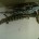 Fueron rescatados 19 ejemplares de cocodrilo de pantano (Crocodylus moreletii), por faltas al trato digno y por no acreditar el inspeccionado su legal procedencia. Así lo informó la Procuraduría Federal […]