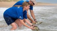 Se dio a conocer que 17 tortugas marinas en peligro de extinción fueron devueltas a su entorno natural por el equipo de rescate de SeaWorld Orlando en Canaveral National Seashore […]