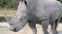 Se dio a conocer que el comercio de cuernos de rinoceronte-ilegal ha llegado a los niveles más altos desde la década de 1990, y el comercio ilegal de marfil incrementado […]