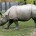 Rinoceronte de Java Rhinoceros sondaicus Orden: Perissodactyla Familia: Rhinocerotidae Este animal es una de las cinco especies de Rinocerontes que existe y a su vez es la especie más rara […]