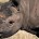 Desde hace unos días se está publicando, incluso en medios muy prestigiados como la CNN (http://cnnespanol.cnn.com/2013/05/06/declaran-extinto-al-rinoceronte-negro-de-mozambique/), la noticia de que el rinoceronte negro ha sido declarado extinto, desinformación que ha […]