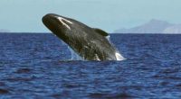 La Comisión Nacional de Áreas Naturales Protegidas (CONANP), dio a conocer que tras realizar el primer censo de la temporada 2016-2017 de ballena gris, registró la presencia de 347 ejemplares, […]