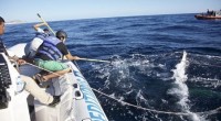 La Comisión Nacional de Áreas Naturales Protegidas (CONANP) dio a conocer que se llevó a cabo con éxito el rescate de un ejemplar de ballena jorobada, por parte del personal […]