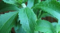 Se dio a conocer que la Stevia es uno de los mejores edulcorantes no calóricos que se pueden localizar en el mercado, ello debido a su origen natural. Cabe mencionar […]