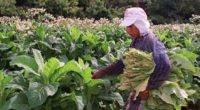 Para diversos expertos, los impactos del Cambio Climático, han estado afectando poco a poco a los cultivos de hojas de tabaco, que se dan en zonas calurosas y de alta […]