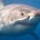 México tiene el privilegio de recibir cada año a finales de julio y principio de agosto al tiburón blanco, por su preferencia a las aguas templadas de la Reserva de la […]