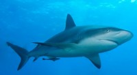 Se informó que una cuarta parte de los tiburones y rayas del mundo están en peligro de extinción según la Lista Roja de Especies Amenazadas de la Unión Internacional de […]