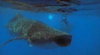 Se informó el inicio de la temporada de tiburón ballena en la Península de Quintana Roo (APFF Yum Balam, RB Tiburón Ballena, al este de Isla Contoy e Isla Mujeres). […]