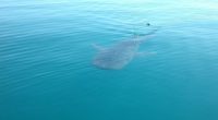 La Procuraduría Federal de Protección al Ambiente (PROFEPA),  en el marco de las acciones para la protección y conservación del Tiburón ballena en Bahía de La Paz, Baja California Sur, durante […]