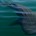  El primero de junio se dio inicio la temporada 2016 de tiburón ballena en la Reserva de la Biosfera Bahía de los Ángeles, Canales de Ballenas y de Salsipuedes, Baja […]