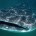 México es un país privilegiado al contar con la presencia del tiburón ballena, especie que se ubica en diferentes regiones marinas como el Golfo de California, San Blas, Nayarit, además […]