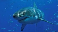 Como cada año, de agosto a noviembre, el tiburón blanco migra a la Isla Guadalupe, Baja California en la zona norte de México, en donde la Dirección de  esta Reserva […]