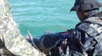 En un recorrido de vigilancia de la Secretaría de Marina con elementos de la Misión Ambiental de la Gendarmería extrajeron del mar cuatro redes y rescataron ejemplares de tiburón martillo, […]