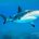 Se dio a conocer que el portafolio fotográfico de tiburones «A Shadow in de Sea», del buzo profesional Gerardo del Villar, que se publicó en la revista Accent de Aeroméxico ha sido nominada […]