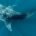 El Tiburón ballena es el pez más grande del mundo, que visita las aguas de Quintana Roo, y al ser un mamífero de gran tranquilidad se deja acompañar por personas […]