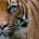 Un nuevo informe de TRAFFIC y WWF indica que el tráfico de tigres a través de Asia no ha disminuido, ya que se han confiscado partes equivalentes a un mínimo […]