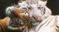Se dio a conocer un programa de conservación del tigre gestionado por la Unión Internacional para la Conservación de la Naturaleza (UICN), ha recibido 20 millones de euros del gobierno […]