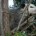 El tlacuache, es un animal perteneciente a la infraclase de los marsupiales, en México viven dos especies de este animal y que distribuidas a casi todo el país; y que […]