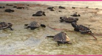 Las playas de Campeche son un paraíso natural que resguarda a las tortugas Carey, en Punta Xen y Chenkán, y que pueden ser apreciadas en los campamentos de la zona, […]