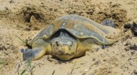   Debido a la alta mortandad de tortugas caguama en las redes de pesca que se da en el Golfo de Ulloa, Baja California Sur, el gobierno de México comunicó […]