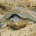   Debido a la alta mortandad de tortugas caguama en las redes de pesca que se da en el Golfo de Ulloa, Baja California Sur, el gobierno de México comunicó […]