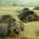 La Comisión Nacional de Áreas Naturales Protegidas (CONANP), a través del Centro Mexicano de la Tortuga registró más de 45 mil tortugas Golfinas en la tercera arribazón en el Santuario […]