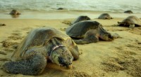 Equipo de seguridad de hotel Grand Hyatt Playa del Carmen Resort, en el estado de Quintana Roo encontró el primer nido de tortuga en Playa Mamitas, Playa del Carmen, el […]