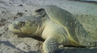 Se dio a conocer que la Comisión Nacional de Áreas Naturales Protegidas (CONANP), realiza diversas acciones de protección de tortugas en esta temporada de anidación 2014 en los seis centros […]
