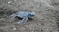 Se dio a conocer que la Secretaría de Medio Ambiente (Sedema) de Veracruz, fortaleció sus acciones de protección de las tortugas marinas, ya que cinco de las siete especies que […]