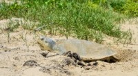 La Comisión Nacional de Áreas Naturales Protegidas (CONANP), organismo del gobierno mexicano, registró la llegada de las primeras tortugas Lora de la temporada de anidación 2016 en el Santuario Playa […]