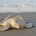 En el santuario tortuguero Rancho Nuevo, Tamaulipas, que es atendido por la Comisión Nacional de Áreas Naturales Protegidas (Conanp), nacieron 145 mil tortugas lora, especie que se encuentra en peligro […]
