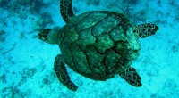 Grupos ambientalistas solicitaron formalmente sanciones comerciales en contra de México pidiendo se detenga la muerte masiva de tortugas caguama en ese país debido a su captura incidental. En comunicado de […]