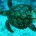 Grupos ambientalistas solicitaron formalmente sanciones comerciales en contra de México pidiendo se detenga la muerte masiva de tortugas caguama en ese país debido a su captura incidental. En comunicado de […]