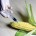 Debido la incertidumbre de posibles permisos experimentales en materia de maíz genéticamente modificado que ha autorizado el gobierno mexicano, diversos grupos de ambientalistas como de campesinos del norte de México […]