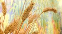 La Secretaría de Agricultura, Ganadería, Desarrollo Rural, Pesca y Alimentación (SAGARPA) informó que entre enero y septiembre de este año, el rendimiento en la producción de trigo (cristalino y panificable)  […]