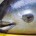 La Unión para la Conservación de la Naturaleza (UICN) publicó una lista con las 100 especies más amenazadas en el mundo, entre ellas, la marsopa mexicana vaquita, una de las […]