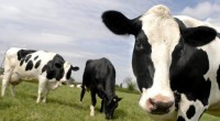 Ante la sobreoferta existente del producto leche ha generado un excedente de 2 millones de litros diarios que pone en riesgo a los productores de este insumo nacional; por ello, […]
