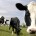Ante la sobreoferta existente del producto leche ha generado un excedente de 2 millones de litros diarios que pone en riesgo a los productores de este insumo nacional; por ello, […]