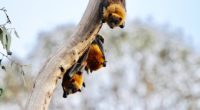 Como cada año, la última semana  de octubre se celebró a los murciélagos, una de las especies más importante para el planeta debido a su papel como polinizadores y controladores […]