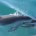 La Vaquita Marina (Phocoena sinus) es una especie de cetáceo endémica de la familia Phocoenidae que alcanza hasta 1.5 m de longitud y se reproduce cada uno o dos años. […]