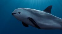 Ante la inminente extinción de la vaquita marina, que la Fundación Di Caprio que acepte el fracaso de las trampas para este mamifero, y que CIRVA indique que existen menos […]