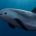 La Procuraduría Federal de Protección al Ambiente (PROFEPA) redoblará acciones de inspección y vigilancia para la protección de la vaquita marina y del pez totoaba en el Área Natural Protegida […]