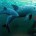 Con el fin de proponer estrategias, acciones ambientales, económicas y sociales para evitar la extinción de la vaquita marina, así como fomentar su recuperación; se instaló la Comisión Asesora de […]