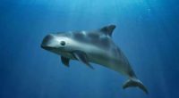 La Secretaría de Medio Ambiente y Recursos Naturales (SEMARNAT), tras semanas de inacción en el caso de la muerte de ejemplares de vaquitas marinas, que están al borde de la […]